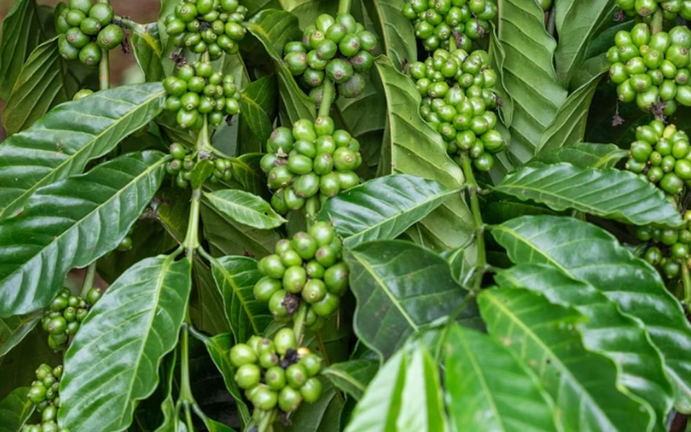 Boabe de cafea — Brazilia Cerrado