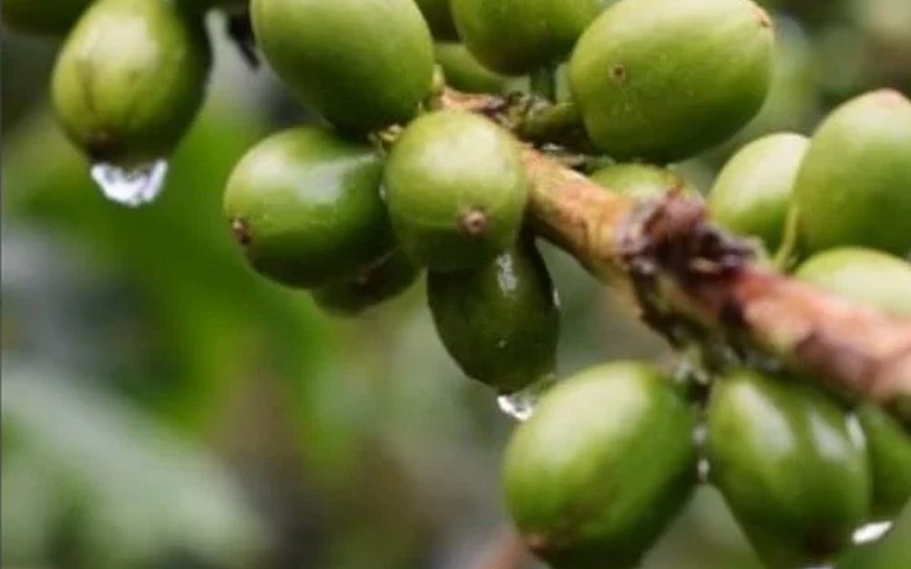 Boabe de cafea — Columbia Huila