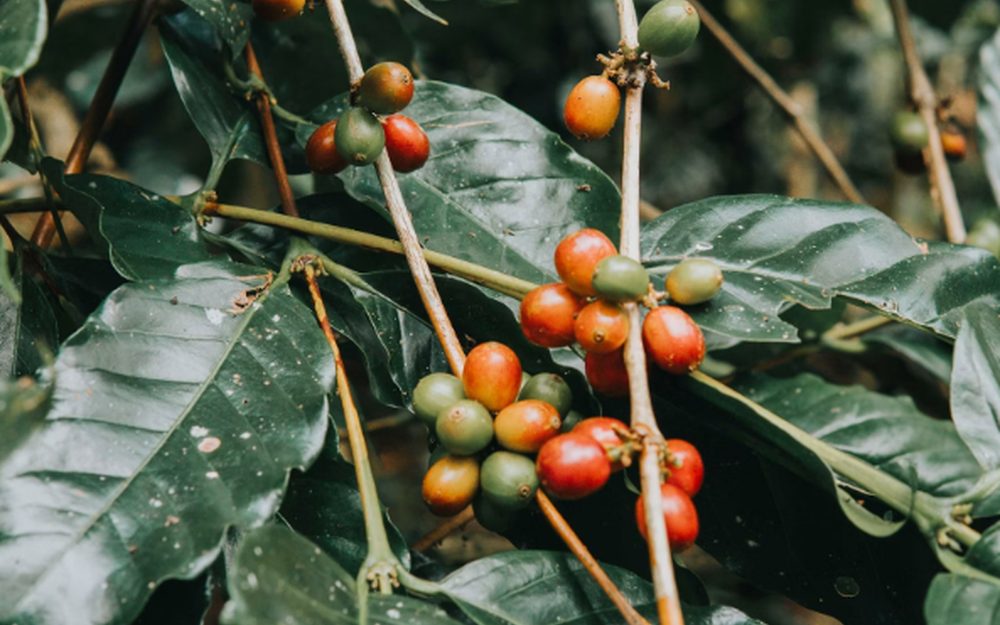 Boabe de cafea — Etiopia Yirgacheffe