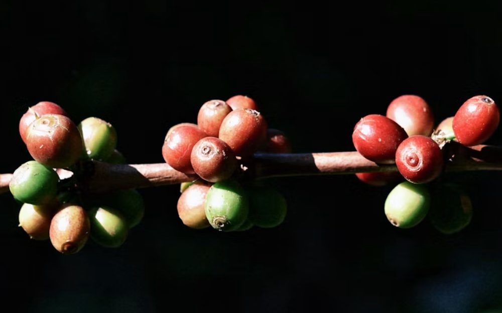 Boabe de cafea — Guatemala Antigua