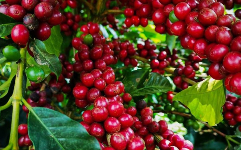 Boabe de cafea — Kenya AA