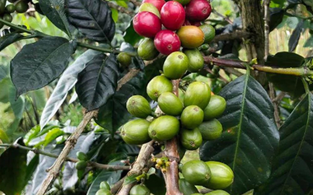 Boabe de cafea — Sumatra Mandheling
